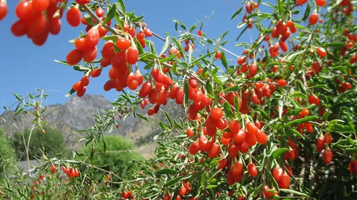 Miniatura 6 de Goji Berry 50 Semillas – Lycium Chinense/Lycium Barbarum, planta de Wolfberry china, súper fruta perenne sin OMG, semillas de bayas de Goji fáciles