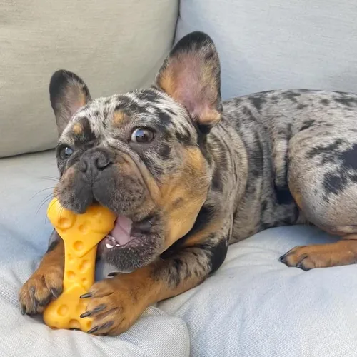 Miniatura 14 de Nylabone Juguete de queso para perros, juguete masticable para perros masticadores agresivos, mediano/lobo (1 unidad)