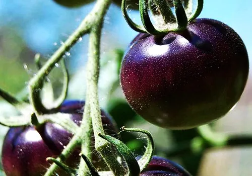 Miniatura 3 de Semillas de tomate morado raras 30+ semillas para plantar tomate indeterminado