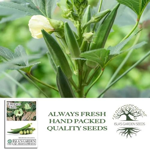 Miniatura 4 de Semillas de okra esmeralda para plantar (Abelmoschus esculentus) – Más de 150 semillas sin OMG y reliquias de Isla's Garden Seeds, cápsulas verdes