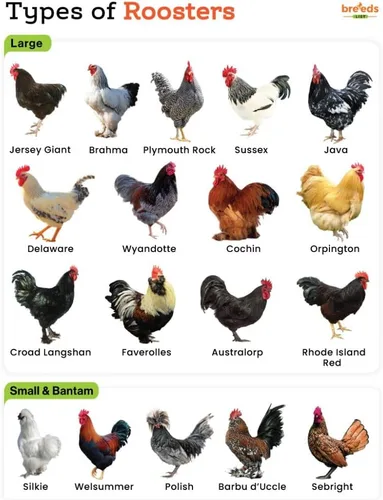 Miniatura 5 de Farmalab B12 5500 Plus para gallinas aves de corral Gamefowl Plus para Gallos Gallinas Pollos Aves de Corral