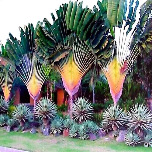 Semillas de palmera Travelers (Ravenala madagascariensis) Planta Ave del Paraíso (10 semillas)