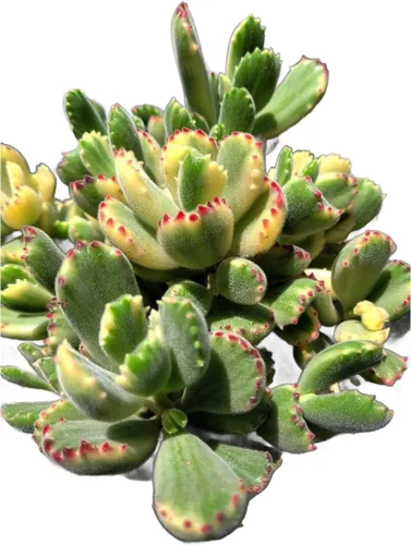 Miniatura 9 de Suculenta Viva de 4" Callisia Repens Pink Lady Turtle Vine, Plantas Suculentas Vivas Completamente Enraizadas Planta de Casa para Decoración