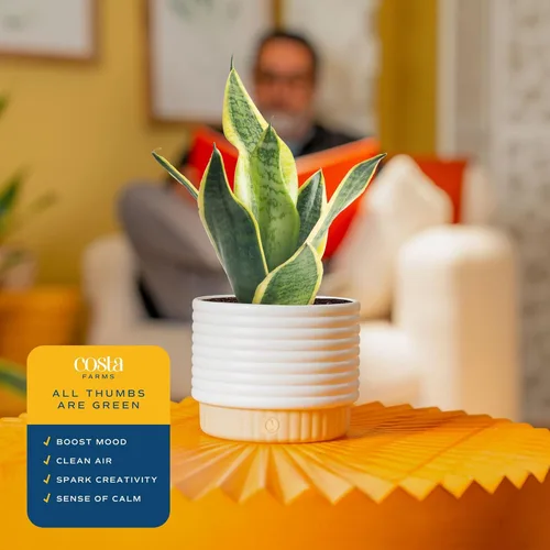 Miniatura 5 de Costa Farms - Planta de serpiente, Sansevieria, planta viva en maceta decorativa, fácil de mantener, suculenta purificadora de aire para interiores