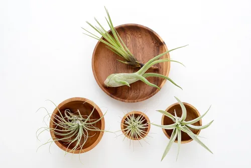 Miniatura 4 de Tillandsia Plantas de aire vivas de interior (paquete de 100), plantas de aire, recuerdos de fiesta a granel o recuerdos de boda, plantas vivas