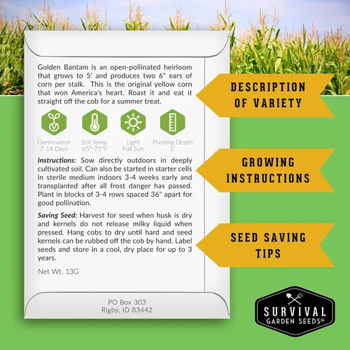 Miniatura 2 de Golden Bantam - Semilla de maíz dulce para plantar, 1 paquete con instrucciones para cultivar, cultiva maíz amarillo al aire libre en el huerto