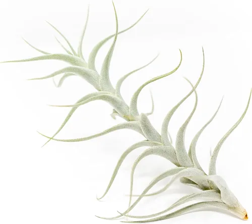 Air Plant Shop Tillandsia Albida 'Minor' - Plantas suculentas vivas de casa Tillandsia - Decoración para el hogar y el jardín - Plantas de interior