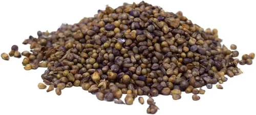 Miniatura 3 de Hancock Seed Co. Tifleaf 3 Hybrid Pearl Millet Seeds, certificado, 25 libras.