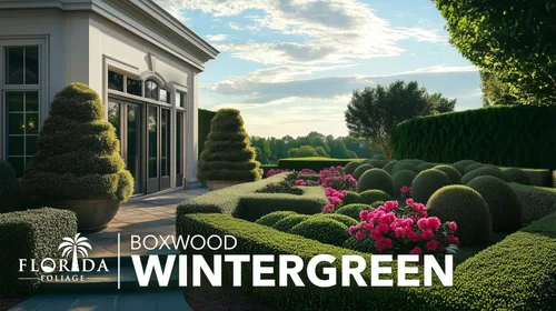 Miniatura 4 de Wintergreen Boj 1 planta viva de 4 pulgadas Buxus Microphylla Arbusto de hoja perenne, follaje denso, jardín formal, bajo mantenimiento, seto