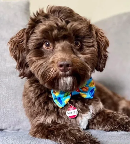 Miniatura 6 de Huxley & Kent Pajarita para mascotas para perros y gatos – Accesorio ajustable para el día de San Valentín – Lindo y cómodo para vacaciones
