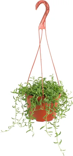 Shop Succulents Cadena de plátanos colgantes suculentas, planta suculenta viva de 6 pulgadas con colgador, planta de interior de bajo mantenimiento,