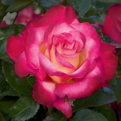 Rosas de reliquia Grandiflora, planta de raíz propia viva para jardín al aire libre, Dick Clark, moderadamente fragantes, zonas de rusticidad: 5-10,
