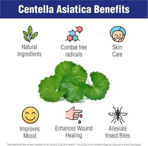 Miniatura 7 de Centella Asiatica 500 mg 60 cápsulas de Natural Systems - Crema hidratante de hierbas Gotu Kola para tu piel, extracto también beneficioso