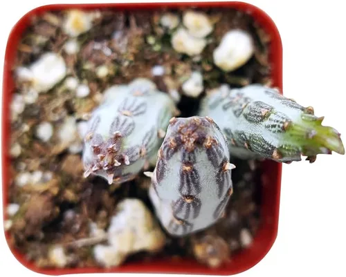 Miniatura 3 de Pickle Plant Kleinia Stapeliiformis (2 pulgadas) – Suculenta saludable Senecio Live de fácil cuidado planta interior casa, totalmente arraigada