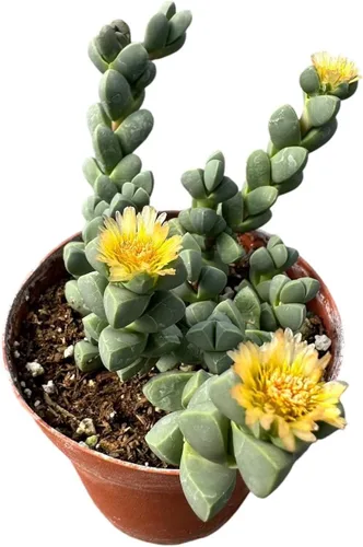 Miniatura 16 de Plantas de Cactus Suculentas Vivas (Maceta de 5 cm Echeveria Minima)