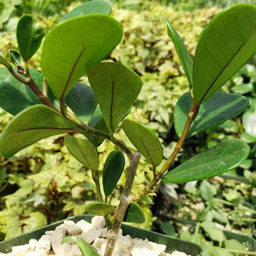 Miniatura 4 de Ficus triangularis