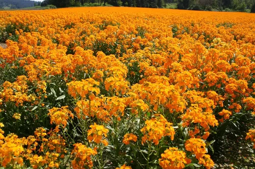 Miniatura 2 de Alhelí siberiano más de 100 semillas recién cosechadas, hermosas flores cortadas