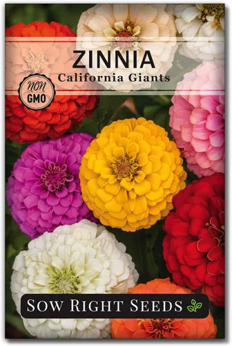Sow Right Seeds - Mezcla de semillas de zinnia de los Gigantes de California para plantar - Paquete de reliquia sin OMG para cultivar tu jardín de