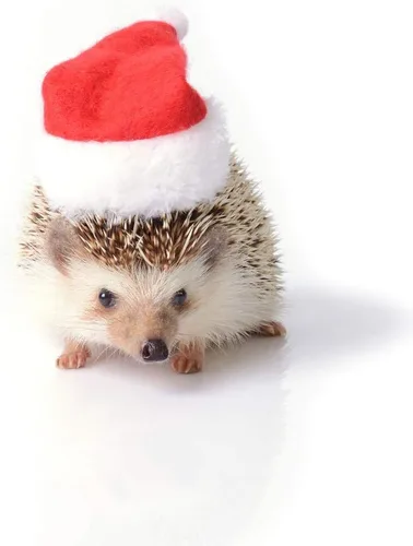 Miniatura 2 de Ropa de erizo, disfraz de Navidad, traje de Papá Noel, ropa de animal pequeño, forro polar hecho a mano, sudadera con capucha de erizo, accesorios
