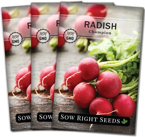 Sow Right Seeds - Semilla de rábano Champion para plantar - Paquete de reliquia sin OMG con instrucciones para plantar un huerto casero - Cultiva