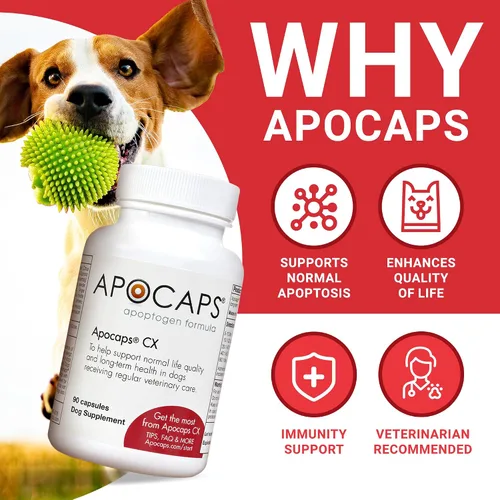 Miniatura 2 de apocaps CX apoptogen Fórmula para perros (90 Cápsulas), paquete de de 1