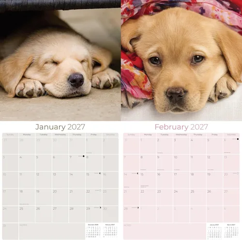 Miniatura 2 de Calendario amarillo 2025 2026 de Labrador Pups – Calendario mensual de pared de raza de perro – 12" x 24" abierto – Papel grueso anti-traspaso