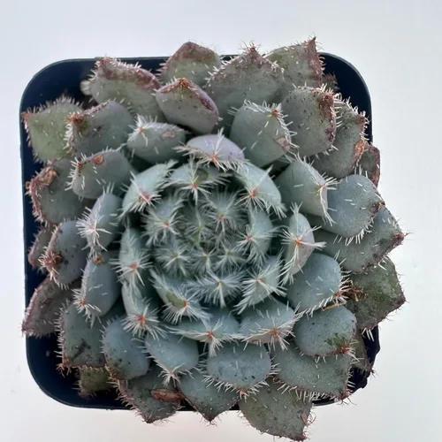 Plantas suculentas vivas, variedades surtidas en dos tamaños de maceta, plantas de fácil cuidado para interiores y exteriores, GNEM (Echeveria