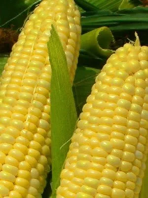 Miniatura 2 de Corn Golden Bantam 8 - Vegetales tradicionales de polinización abierta (1 libra de semillas)