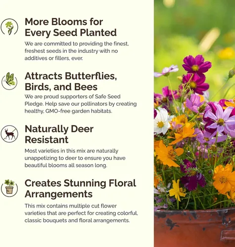 Miniatura 3 de Eden Brothers Crazy for Cosmos - Semillas mixtas de flores de cosmos para plantar, 50 lb, más de 24,000,000 semillas con Cosmos Gloria, Pinkie