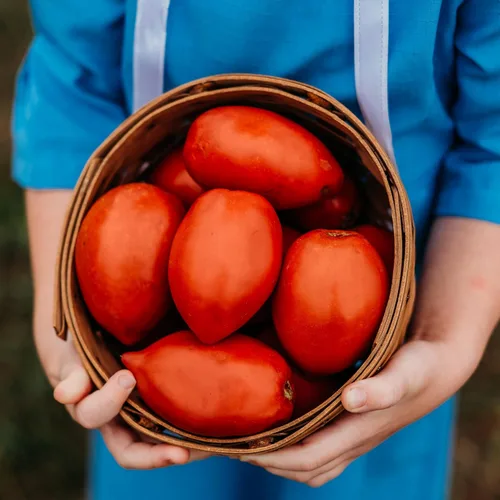Amish Pasta de tomate – 50 semillas – Variedad de tomate Amish de reliquia, súper para salsa y conserva, semillas de tomate tradicionales cultivadas