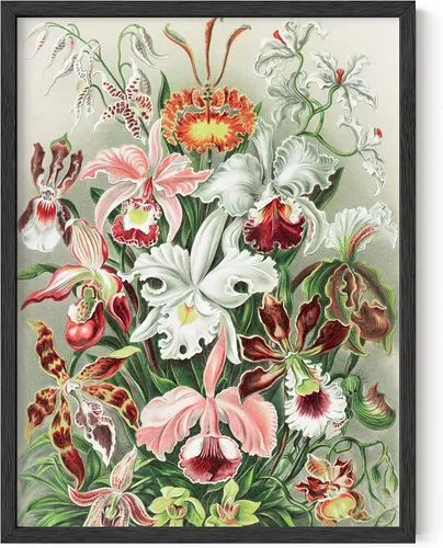 HAUS AND HUES Haeckel - Póster de flores vintage, arte de pared botánico de Haeckel, estampado floral, póster de planta vintage, decoración botánica