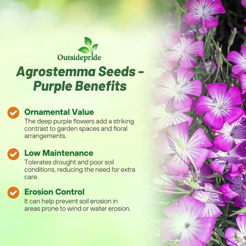 Miniatura 3 de Outsidepride Agrostemma - Semillas de flores moradas – 1000 piezas anuales, corncockle, variedad reliquia, fácil de cultivar, flores silvestres