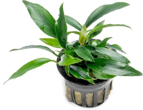 Miniatura 68 de SubstrateSource Plantas vivas – Anubias Hastifolia (Anubias hastifolia) – Luz baja a moderada, hojas en forma de flecha de color verde medio a