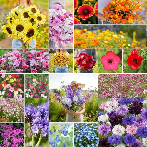 Eden Brothers Todas las semillas mixtas anuales de flores silvestres para plantar, 1 lb, más de 480,000 semillas con girasol, manta india, lino