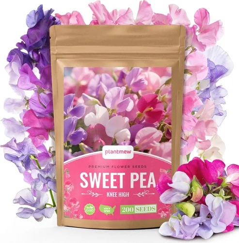 Semillas de Guisante Dulce 200 Semillas - Semillas Orgánicas Reliquia Sin OMG Enredaderas Florales de Colores Brillantes para Pérgolas, Macizos de