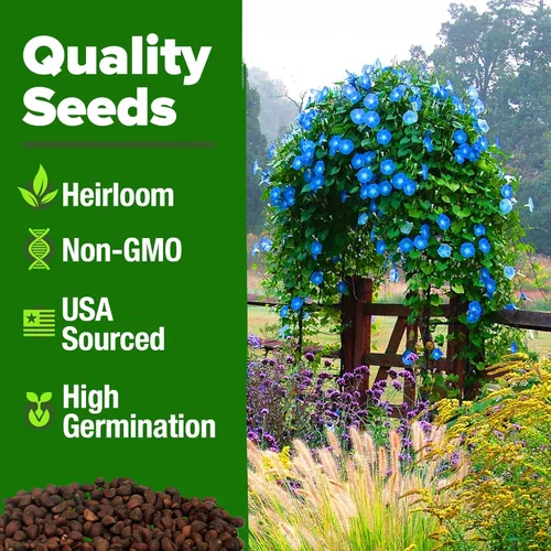 Miniatura 3 de HOME GROWN Heavenly Blue Morning Glory - 150 semillas de reliquia para plantar, ideal para un jardín de flores que atrae a polinizadores y pájaros