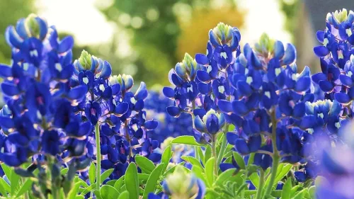Texas Bluebonnet - Semillas de flores silvestres para plantar, más de 100 semillas, flores silvestres azules vibrantes, enviadas desde Iowa, EE. UU