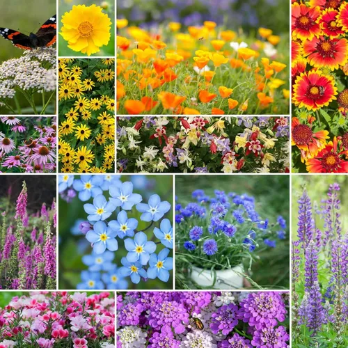 Miniatura 7 de Eden Brothers Semillas mixtas de flores silvestres de área seca para plantar, 1 libra, más de 480,000 semillas con cosmos, margarita africana, lino