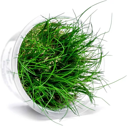 Miniatura 25 de Planta viva SubstrateSource - Hierba enana Eleocharis Belem cultivada en tejidos acuáticos para acuario - 100% libre de caracoles en copa in vitro