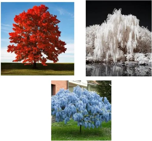 Paquete de plántulas de árbol patriótico, rojo, blanco, colores azules, arce rojo, sauce blanco, glicina azul