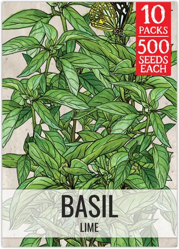 Miniatura 11 de Seed Needs Semillas de albahaca para plantar hierbas de albahaca tailandesa, sin OMG y semillas de hierbas sin tratar para cultivar un jardín