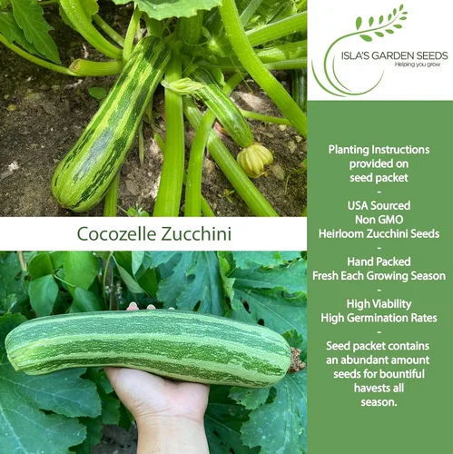 Miniatura 2 de Cocozelle Semillas de calabaza de verano de calabacín, más de 50 semillas tradicionales sin OMG de Isla's Garden Seeds, variedad de alto