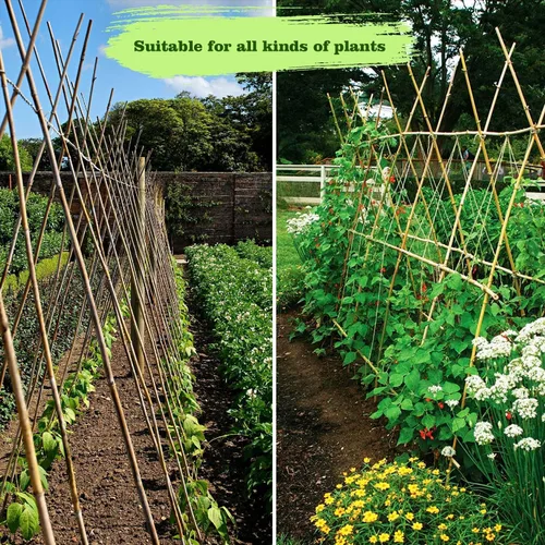 Miniatura 7 de Jollybower 30 piezas de estacas de bambú de 3/10" D más gruesas y resistentes de 2 pies, estacas naturales de jardín para tomate, frijol, flores