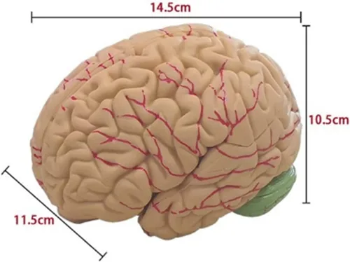 Miniatura 7 de Modelo de cerebro humano de anatomía 1:1 Modelo de cerebro anatómico Tamaño de la vida 8 piezas Modelo de anatomía para exhibición de enseñanza
