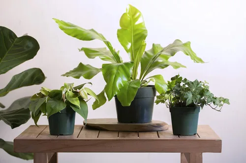 Miniatura 4 de Urban Jungle Philodendron Cordatum en maceta cultivadora de 4 pulgadas (planta viva)