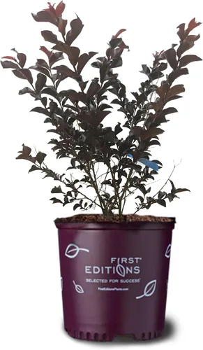 Miniatura 9 de American Plant Exchange Black Diamond Shell Pink Crape Myrtle Tree Live, maceta de 1 galón, 1-1.5 pies de alto, flores rosas vibrantes, tolerantes a