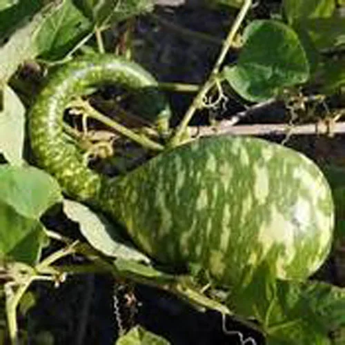Semillas de calabaza de cisne moteadas, paquete de 25 semillas, producto estadounidense. Embalado por JACOBS LADDER ENT. (25)