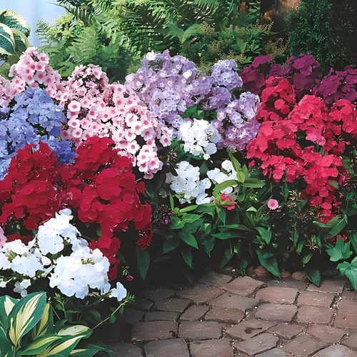 Miniatura 3 de Votaniki Hardy Tall Phlox Mix - Flores fragantes, Phlox perenne raíz desnuda lista para plantar Exhibición de jardín de larga duración - Fácil