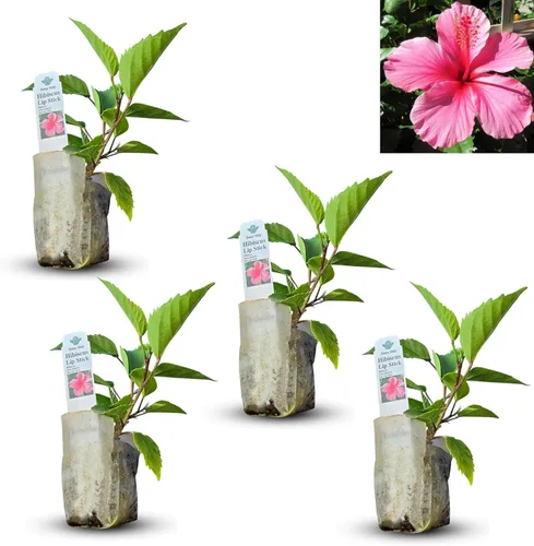 Miniatura 37 de Hibisco Rosa. rosa-sinensis. Planta Viva - Hibisco Tropical Floreciente, Flores Bonitas, Usado en Té y Jugo (2 Plantas de Hibisco Rosa)