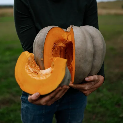 Miniatura 3 de Jarrahdale - Calabaza de invierno de calabaza azul, 25 semillas, variedad tradicional y polinizada abierta, semillas de vegetales sin OMG fáciles